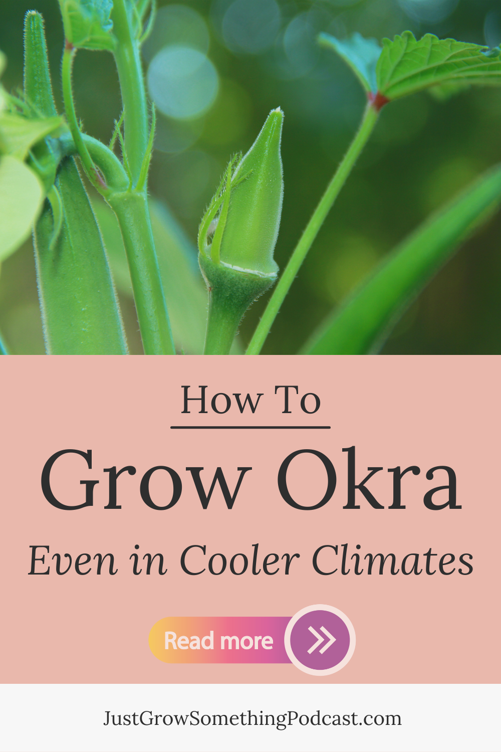 Image of okra plant that reads How To Grow Okra