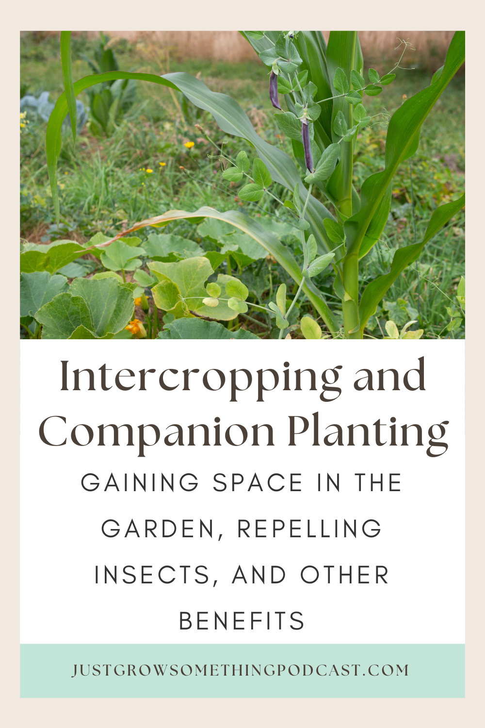 Ep 130 Companion Planting And Intercropping Gaining Space In The