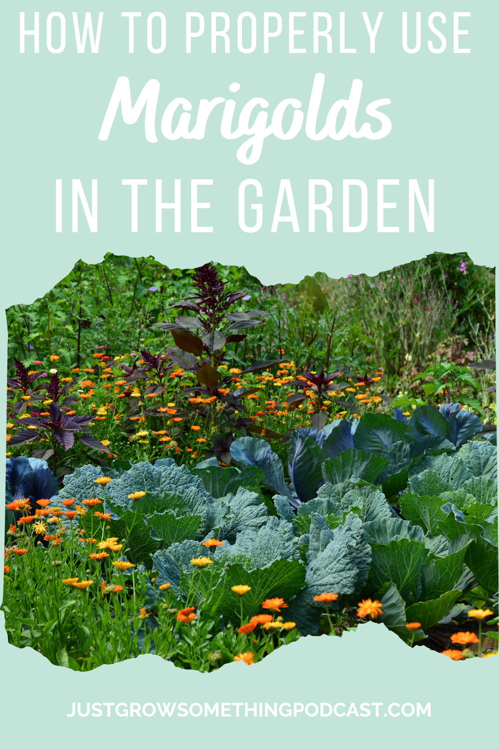 Marigolds as Companion Plants Know How to Use Them Just Grow Something with Karin Velez