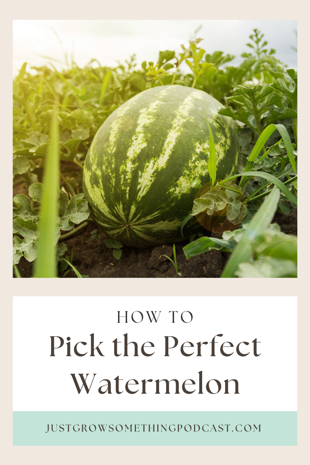 How To Pick The Perfect Watermelon Just Grow Something With Karin Velez   Cd98e47aaf9e246e490d 