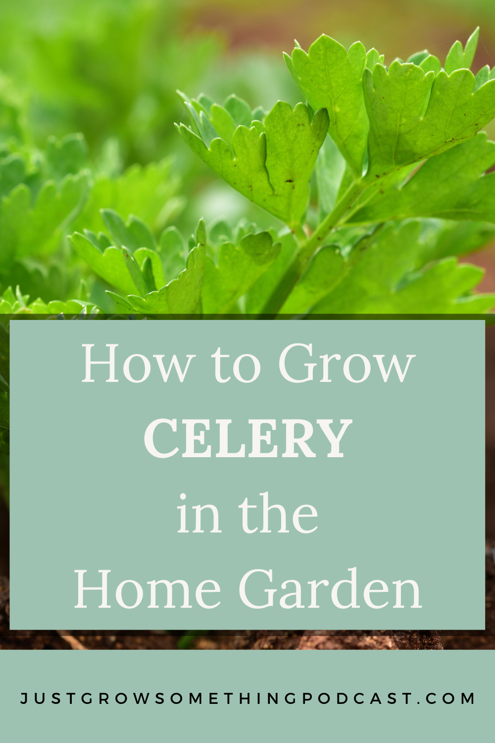How to Grow Celery in the Home Garden Just Grow Something with Karin Velez
