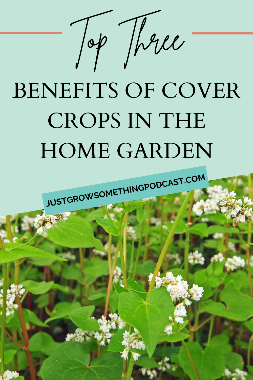 Cover Crops: Top Three Benefits For Home Gardeners | Just Grow ...