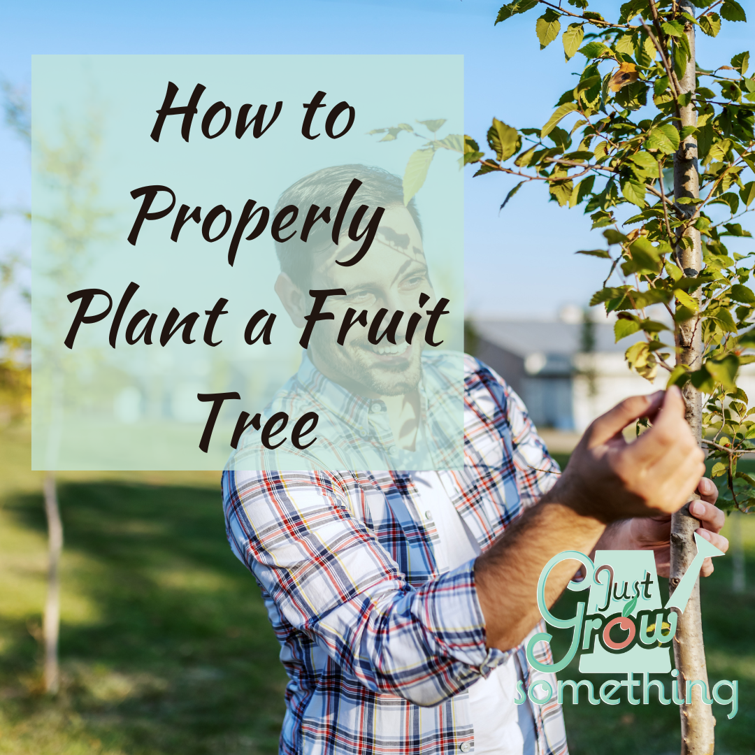 How to Plant a Fruit Tree Just Grow Something with Karin Velez