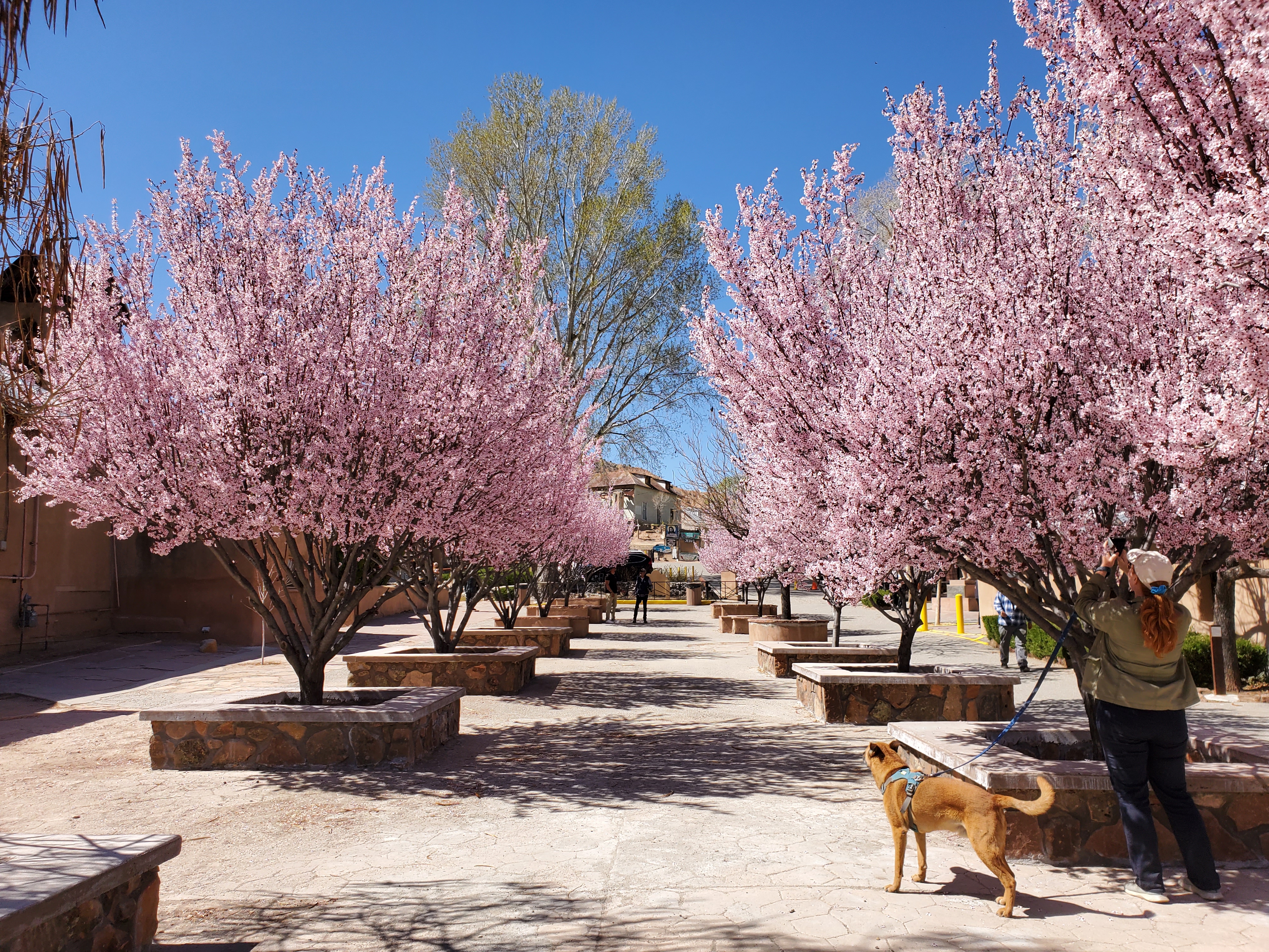 El Santuario de Chimayo cherry blossoms