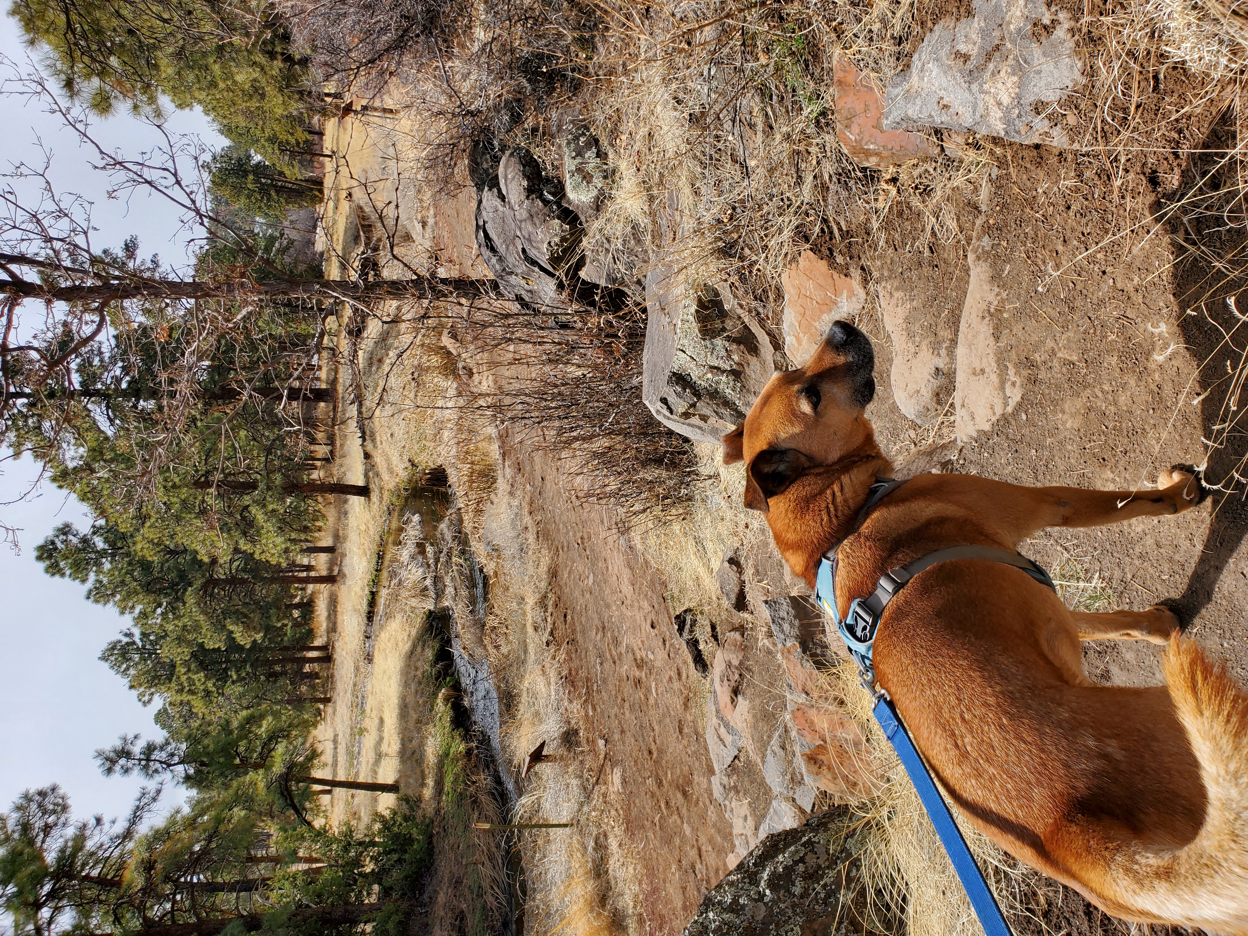 Oskar (dog) on the trail in Flagstaff